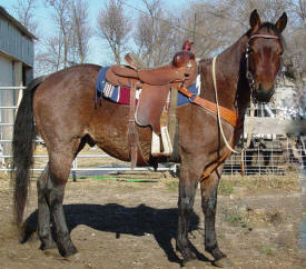 C & S Ranch, Bejou Minnesota