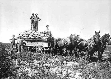 Hauling potatoes on Hans Lindbren farm near Cambridge Minnesota, 1910