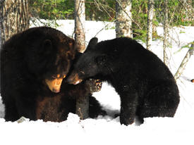 North American Bear Center, Ely Minnesota