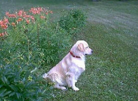 Nighthawk Kennels, Evansville Minnesota