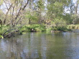 Pomme de Terre River, Morris Minnesota