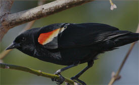 Hastings Area Earth Day Birding Festival 