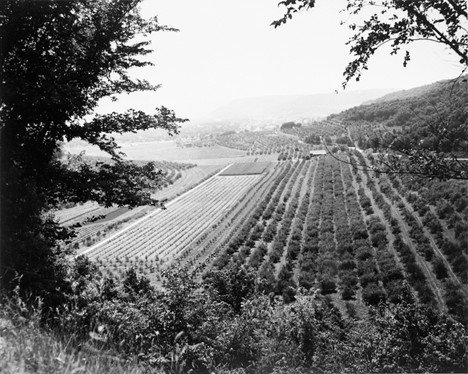 La Crescent apple orchards, La Crescent Minnesota, 1960