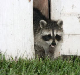 Badger Wildlife Management Inc., Zimmerman Minnesota