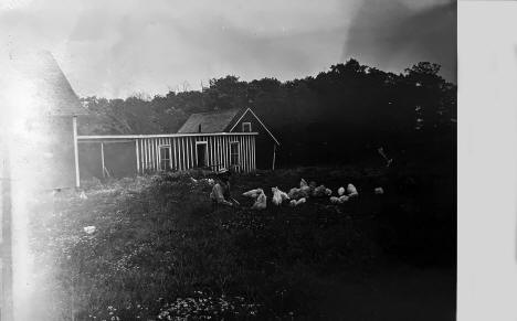 Farm and chickens, Spring Grove Minnesota, 1909