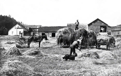 Pitching hay at farm near Akeley Minnesota, 1909